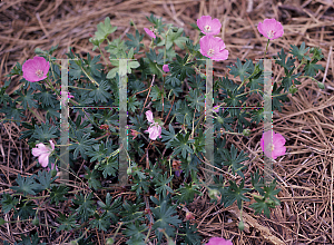 Picture of Geranium sanguineum 'Shepherd's Warning'