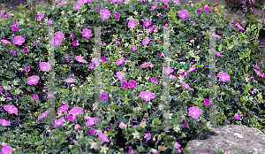 Picture of Geranium sanguineum var. striatum 