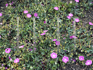 Picture of Geranium sanguineum var. striatum 