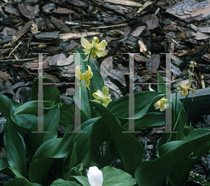 Picture of Erythronium revolutum 'Pagoda'