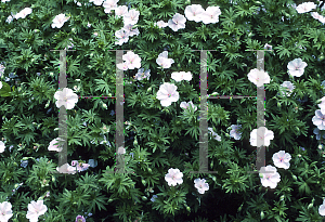 Picture of Geranium sanguineum var. striatum 