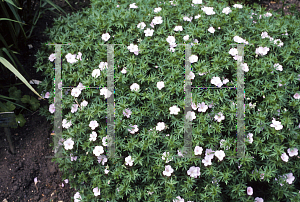 Picture of Geranium sanguineum var. striatum 