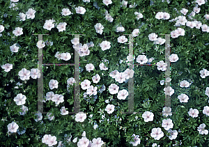 Picture of Geranium sanguineum var. striatum 