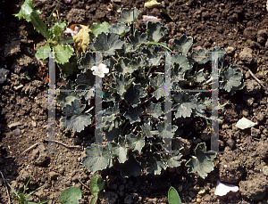 Picture of Geranium sessiliflorum 'Nigricans'