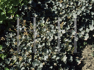 Picture of Geranium sessiliflorum 'Nigricans'