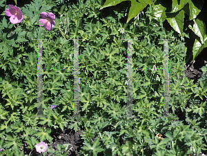 Picture of Geranium shikokianum 