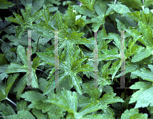 Picture of Geranium sinense 