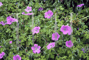 Picture of Geranium swatense 