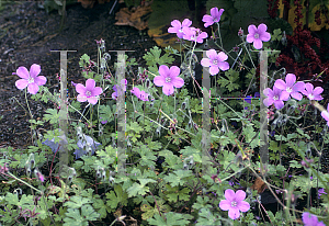 Picture of Geranium swatense 