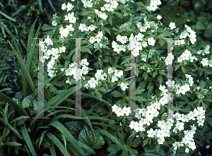 Picture of Geranium sylvaticum 'Album'