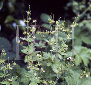 Picture of Geranium sylvaticum 'Album'