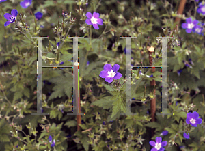 Picture of Geranium sylvaticum 'Amy Doncaster'