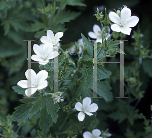 Picture of Geranium sylvaticum 'Album'