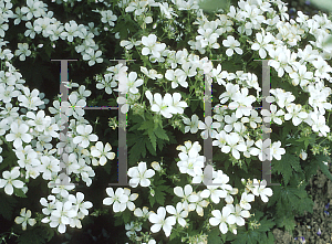 Picture of Geranium sylvaticum 'Album'