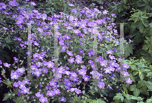 Picture of Geranium sylvaticum 'Mayflower'