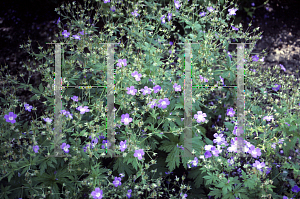 Picture of Geranium sylvaticum 'Mayflower'