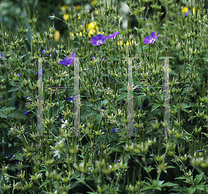 Picture of Geranium sylvaticum 'Mayflower'