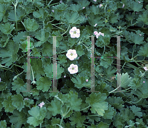 Picture of Geranium traversii 