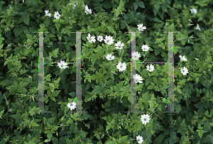 Picture of Geranium versicolor 