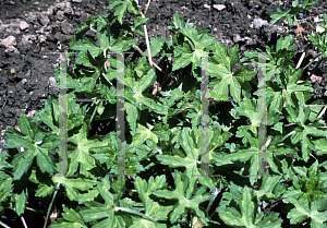 Picture of Geranium wallichianum 'Buxton's Blue'