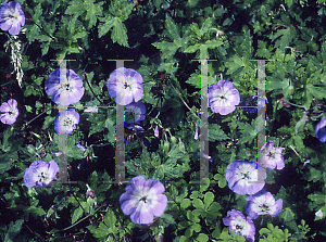 Picture of Geranium wallichianum 'Buxton's Blue'