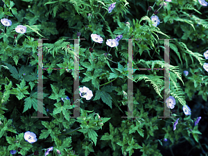 Picture of Geranium wallichianum 'Buxton's Blue'