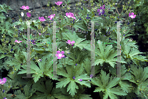 Picture of Geranium thunbergii 