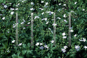 Picture of Geranium wlassovianum 