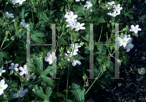 Picture of Geranium wlassovianum 