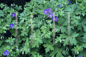 Picture of Geranium wlassovianum 