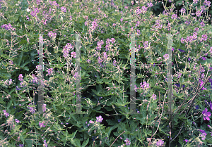 Picture of Geranium yesoense 