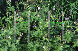 Picture of Geranium yesoense 