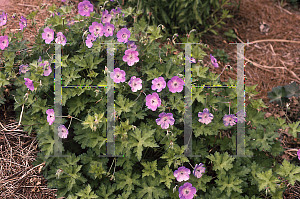 Picture of Geranium  'Rozanne'