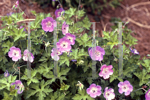 Picture of Geranium  'Rozanne'