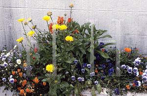 Picture of Calendula officinalis 'Orange Prince'