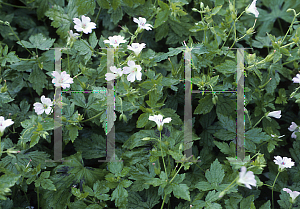 Picture of Geranium versicolor 