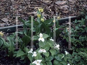 Picture of Erythronium revolutum 'Pagoda'