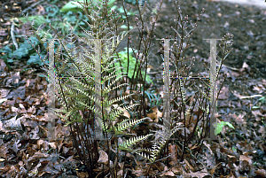 Picture of Dryopteris erythrosora 