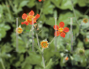 Picture of Geum coccineum 