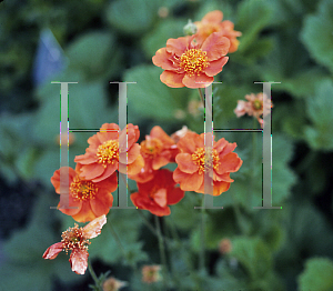 Picture of Geum coccineum 'Werner Arends'