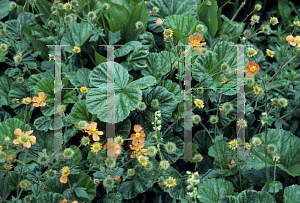 Picture of Geum coccineum 