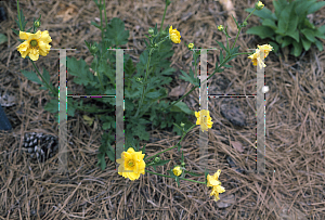 Picture of Geum chiloense 'Lady Stratheden'