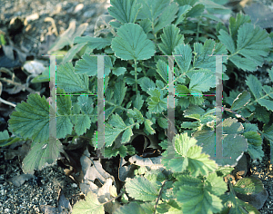 Picture of Geum chiloense 'Mrs. Bradshaw'