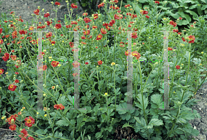 Picture of Geum chiloense 'Mrs. Bradshaw'