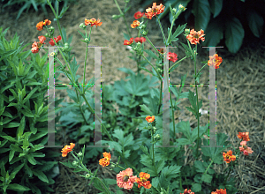 Picture of Geum chiloense 'Mrs. Bradshaw'