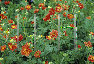 Picture of Geum chiloense 'Mrs. Bradshaw'