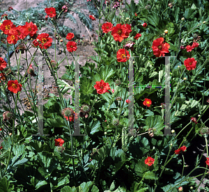 Picture of Geum chiloense 'Mrs. Bradshaw'