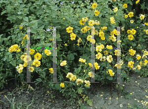 Picture of Geum chiloense 'Lady Stratheden'