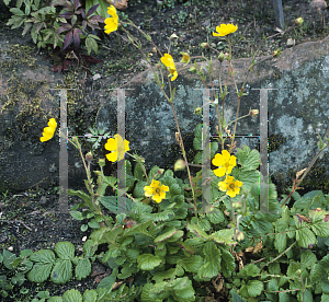 Picture of Geum elatum 