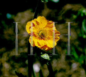 Picture of Geum x heldreichii 